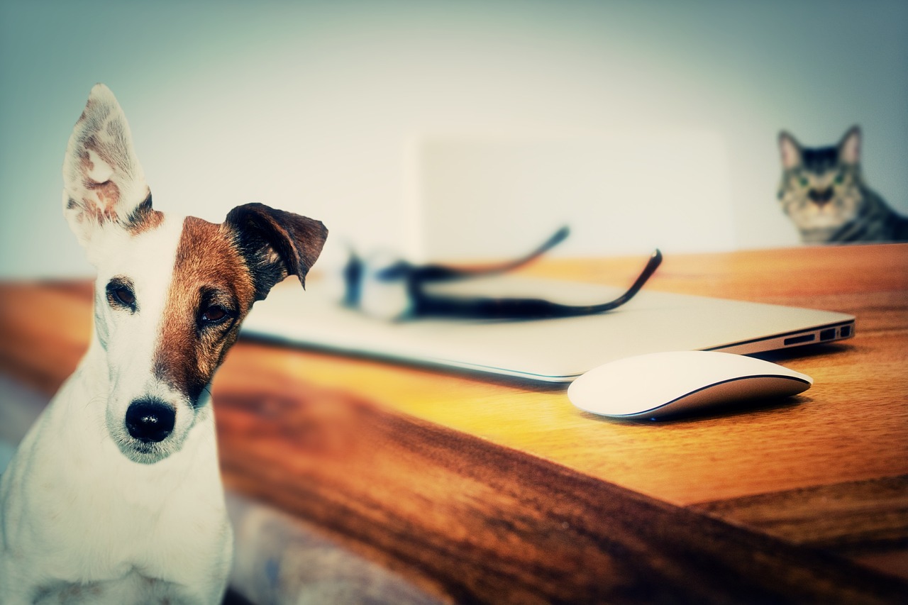 Effet placebo chez les animaux : est-ce si évident ?